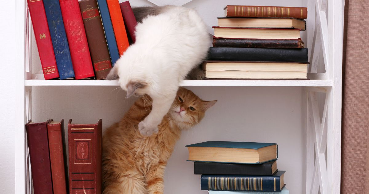 Dois gatos enviados no topo da biblioteca