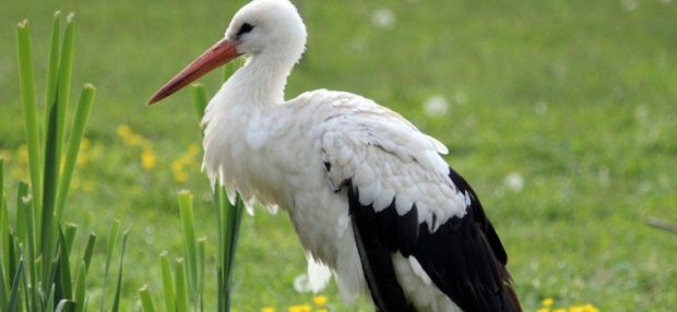 Ya llegaron las cigüeñas: 10 curiosidades que no sabías de ellas