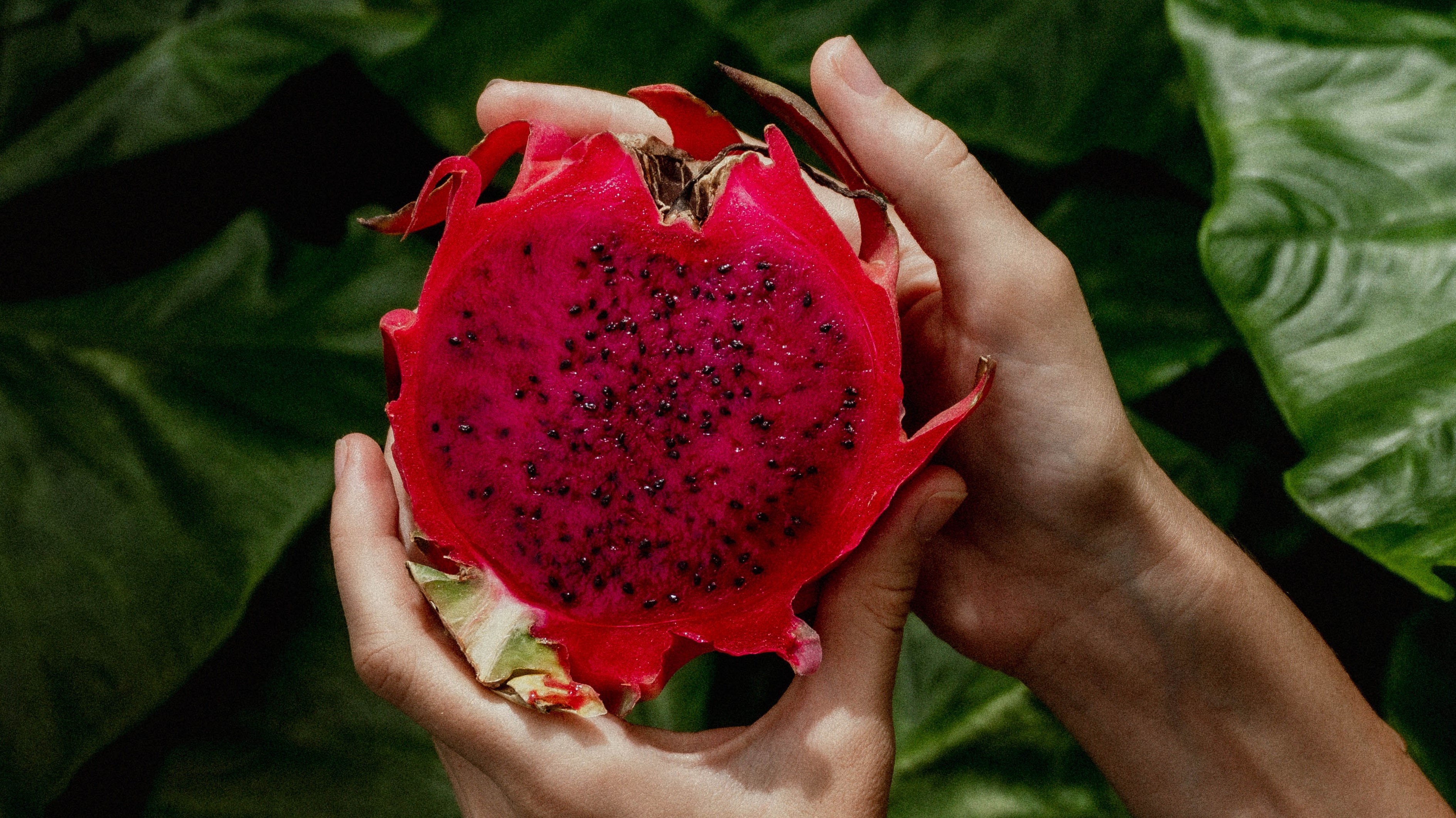 La pitaya o fruta del dragón ayuda a regular los niveles de azúcar en sangre.