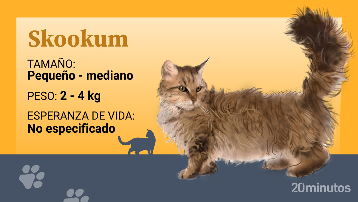 El skookum, una nueva y rara raza de gato de diseño, con enanismo y