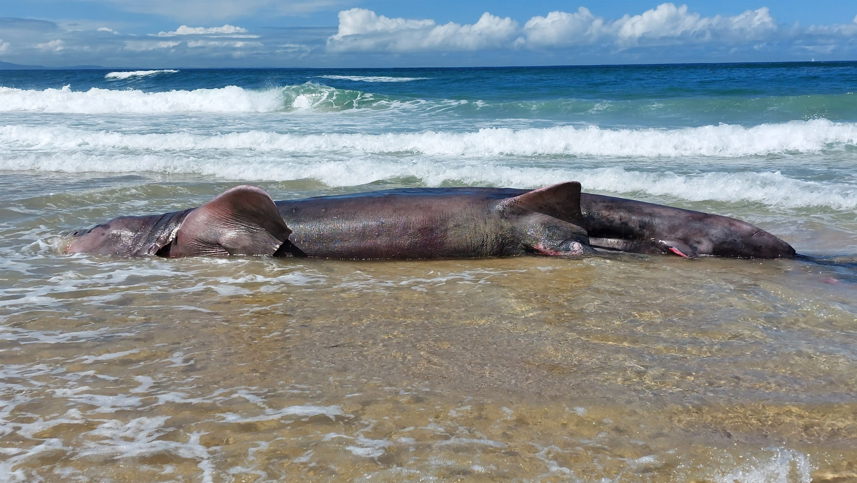 El cuerpo de un tiburón peregrino de seis metros de largo, aparecido en la playa de Doniños, en Ferrol.