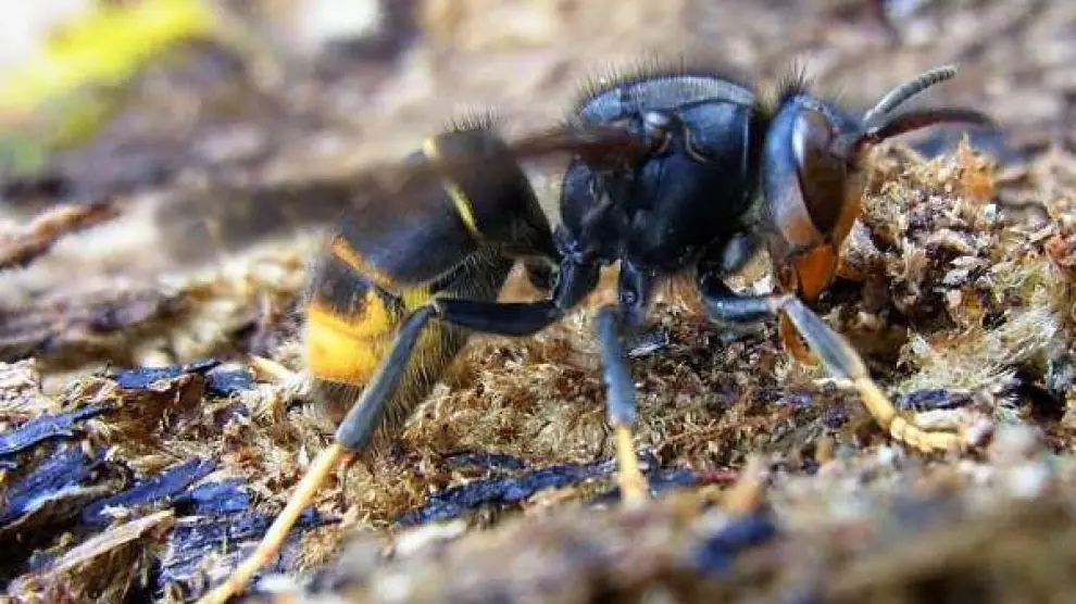 En España, las especies invasoras son un problema cada vez mayor. Es el caso de la avispa velutina, o avispón asiático de patas amarillas, que en el último año ha proliferado a una velocidad vertiginosa. Tanto es así, que en Galicia ya tiene una presencia mayor que las propias avispas autóctonas, lo que está provocando importantes problemas de salud, económicos y medioambientales.