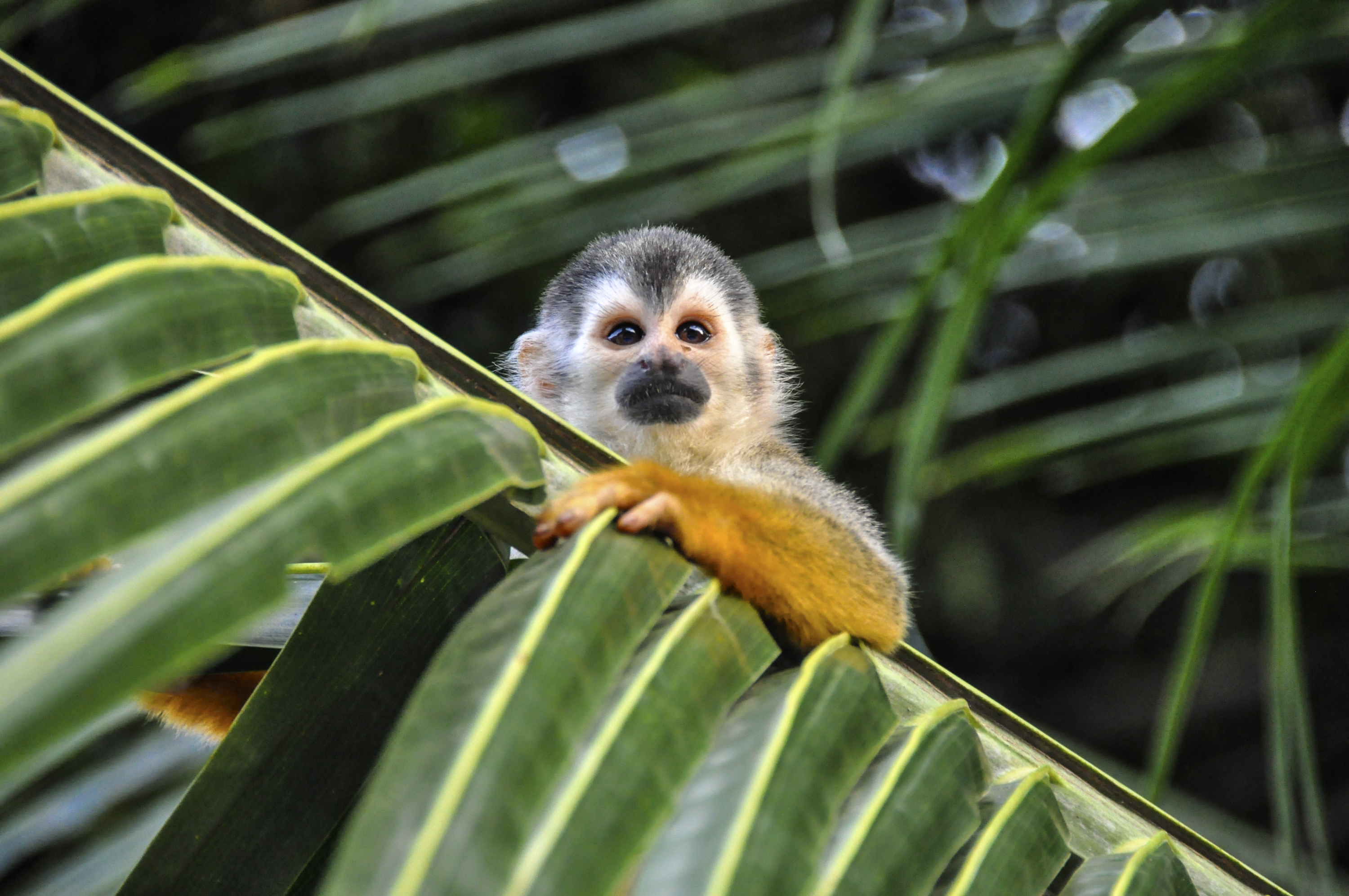 Mono ardilla en las selvas de Costa Rica.