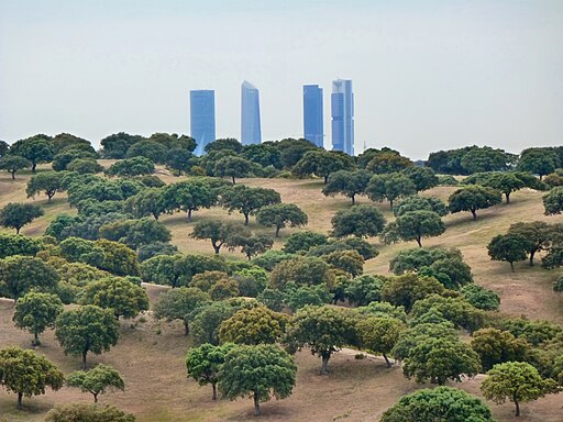 Monte de El Pardo con las cuatro torres de Madrid de fondo.