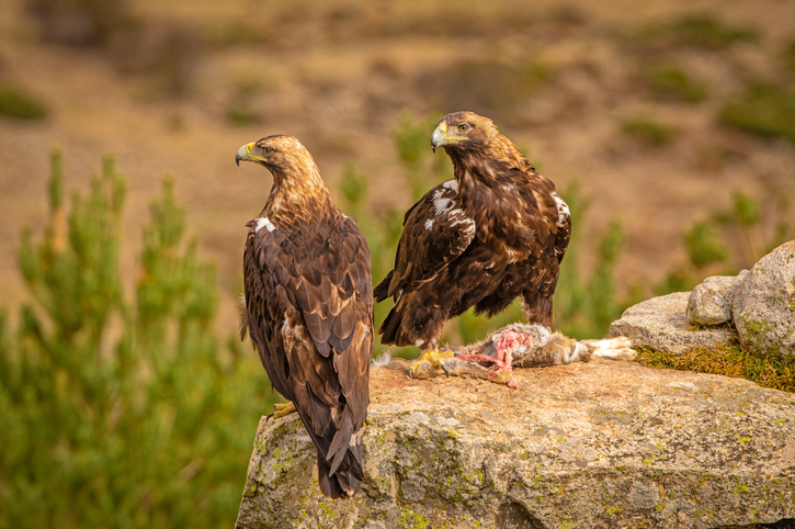 Águilas imperiales, aves típicas de la fauna ibérica.