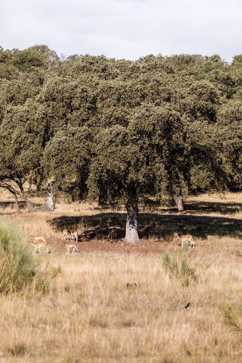Encina en el monte el Pardo de Madrid.