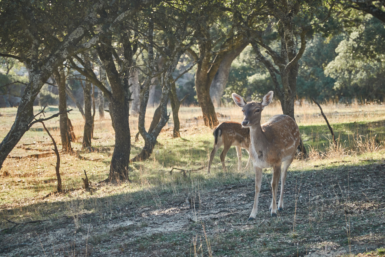 Gamos en el monte de el Pardo, Madrid.
