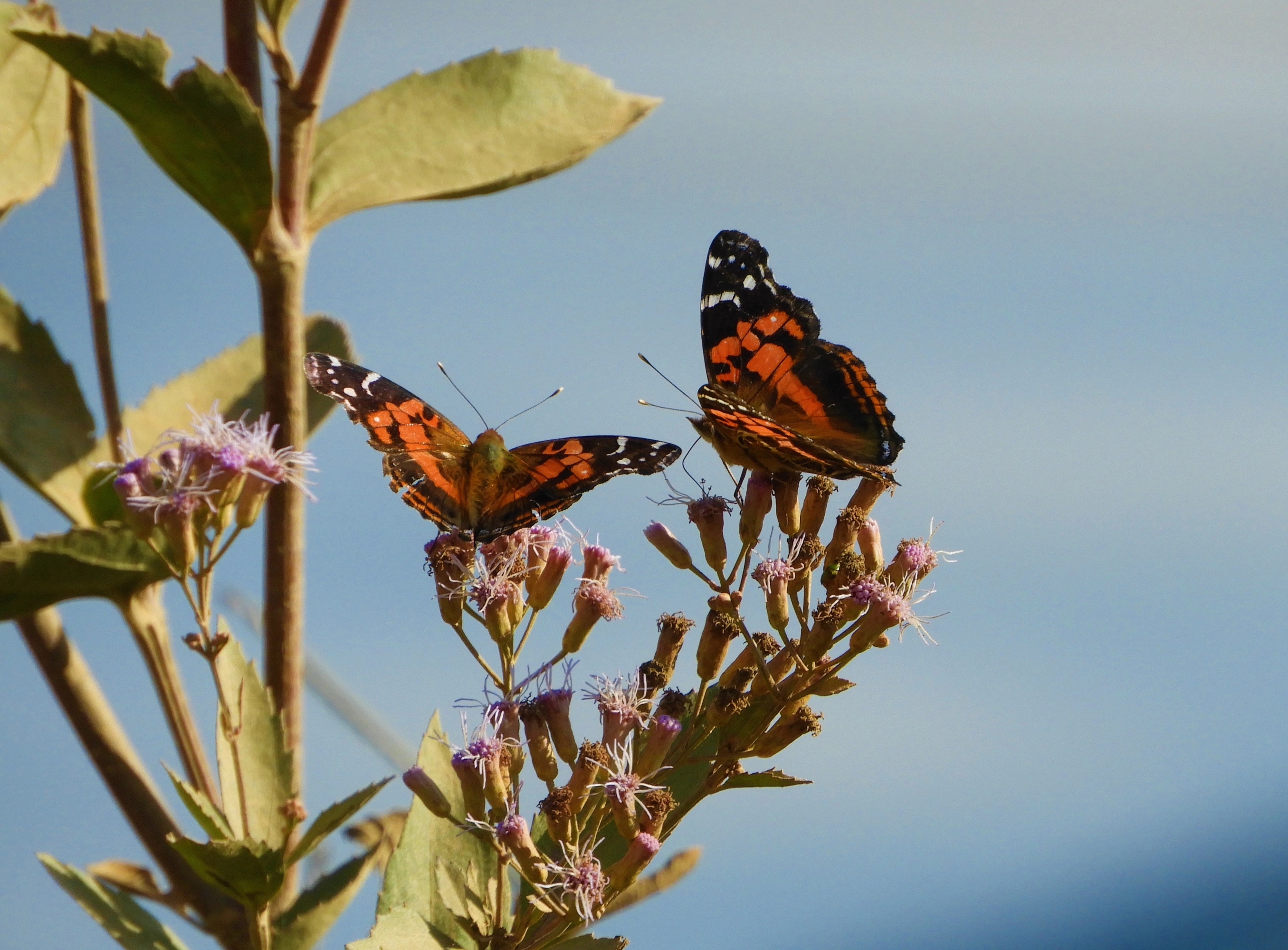 Dos mariposas carderas.