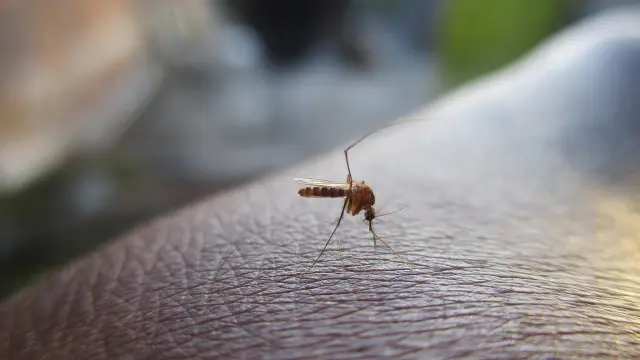 ¿Por qué nos pican los mosquitos y por qué pican más um una personas que um otras?