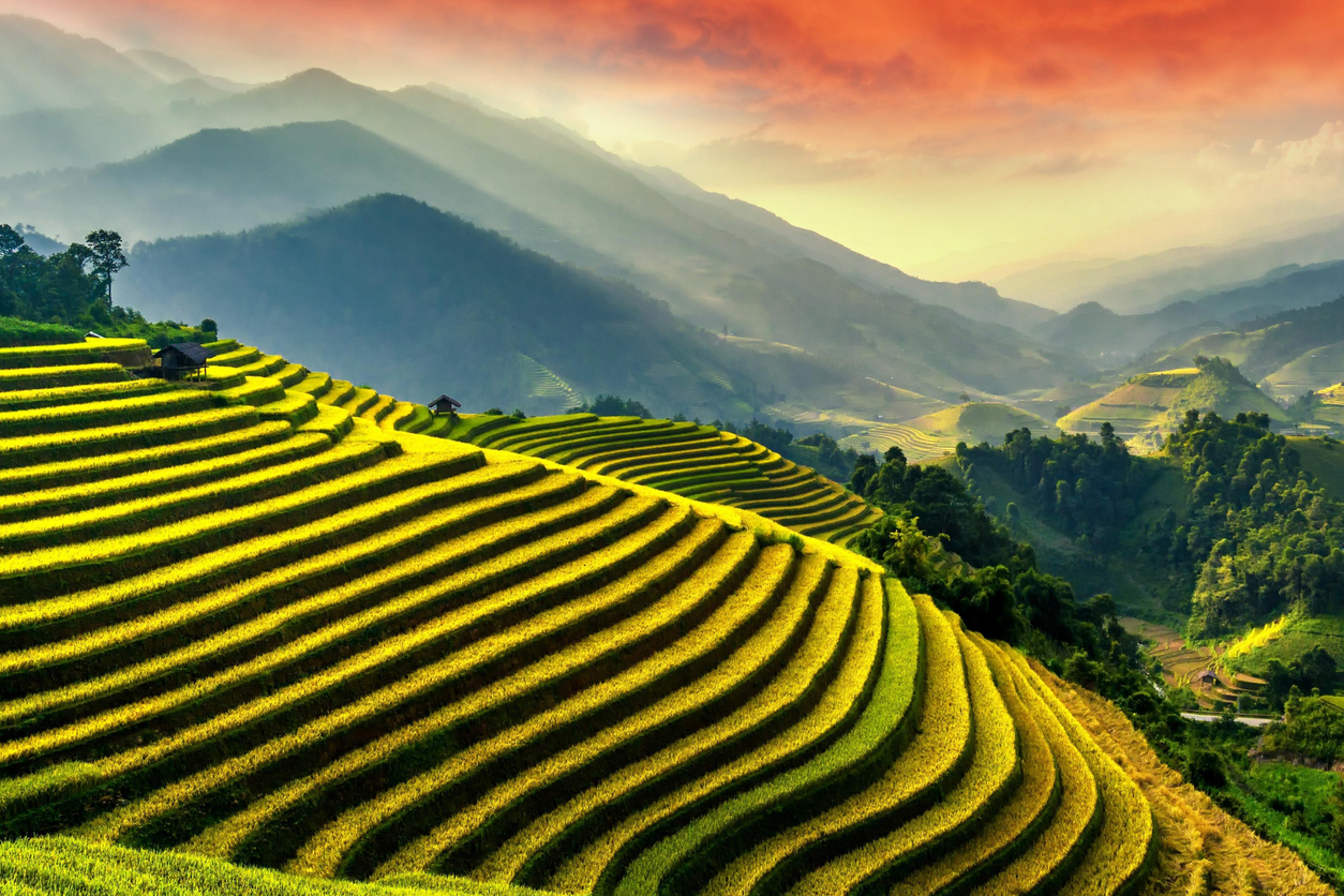 Campos de arroz en Laos.