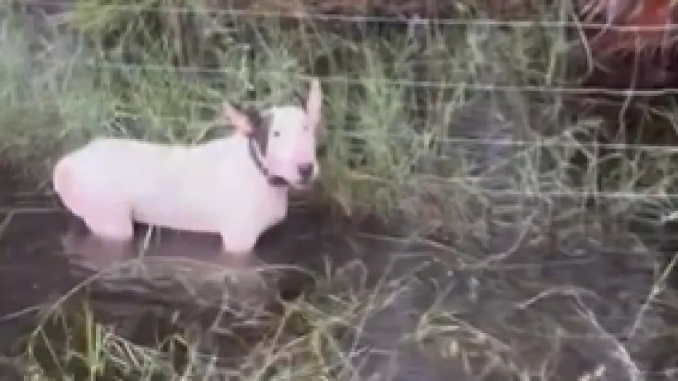 Asustado, atado a una valla y con el agua de la lluvia hasta rozándole la tripa. Así han encontrado este miércoles agentes de la Patrulla de Carreteras de Florida (FHP) a un perro que había sido abandonado, a pocas horas de la llegada de Milton.