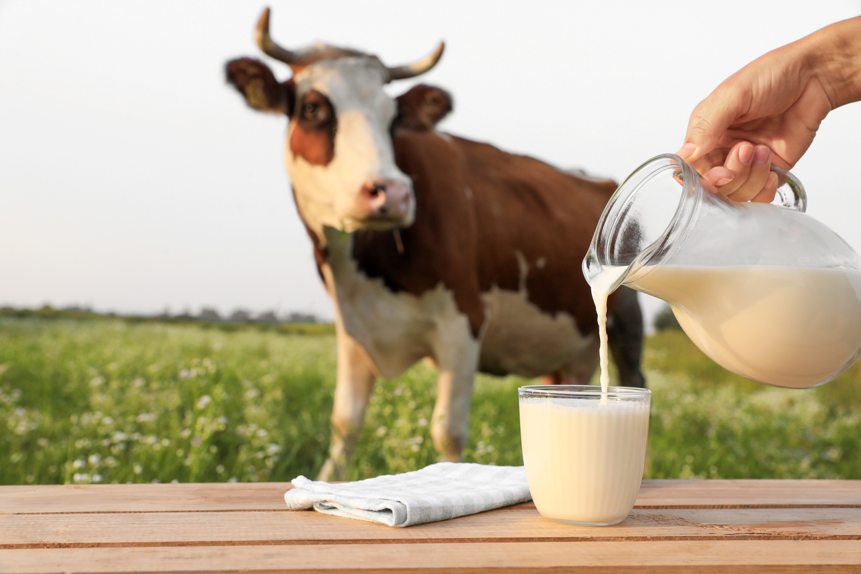 El calostro bovino es la primera leche de la vaca tras el parto, de color amarillento y algo espesa.