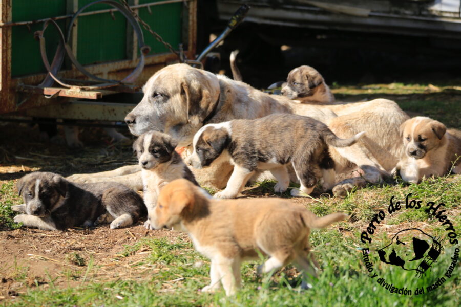 Mastiff puppies with their mother and the flock.
