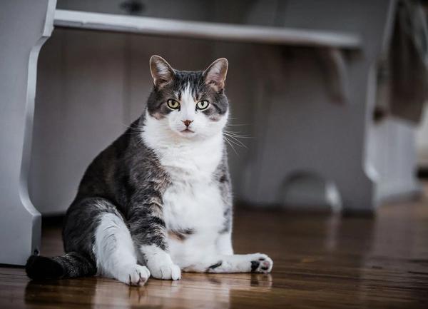 No caso de gatos, o diabetes é alto entre os homens castrados, especialmente se estiverem acima do peso.