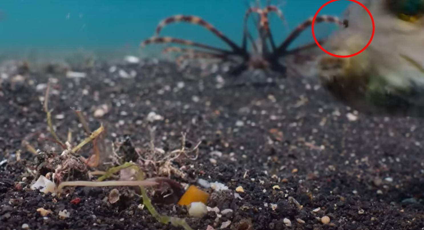 Un pulpo oculto en el fondo del mar (en la parte inferior de la imagen) lanza piedras como proyectiles contra peces depredadores.