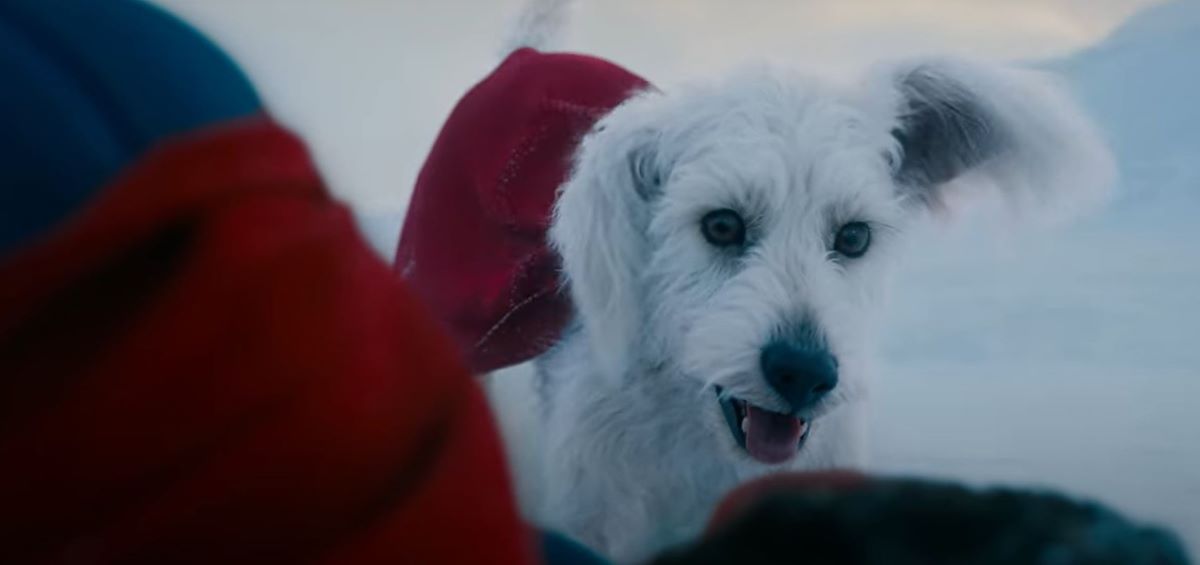 The Krypto dog in 'Superman'.