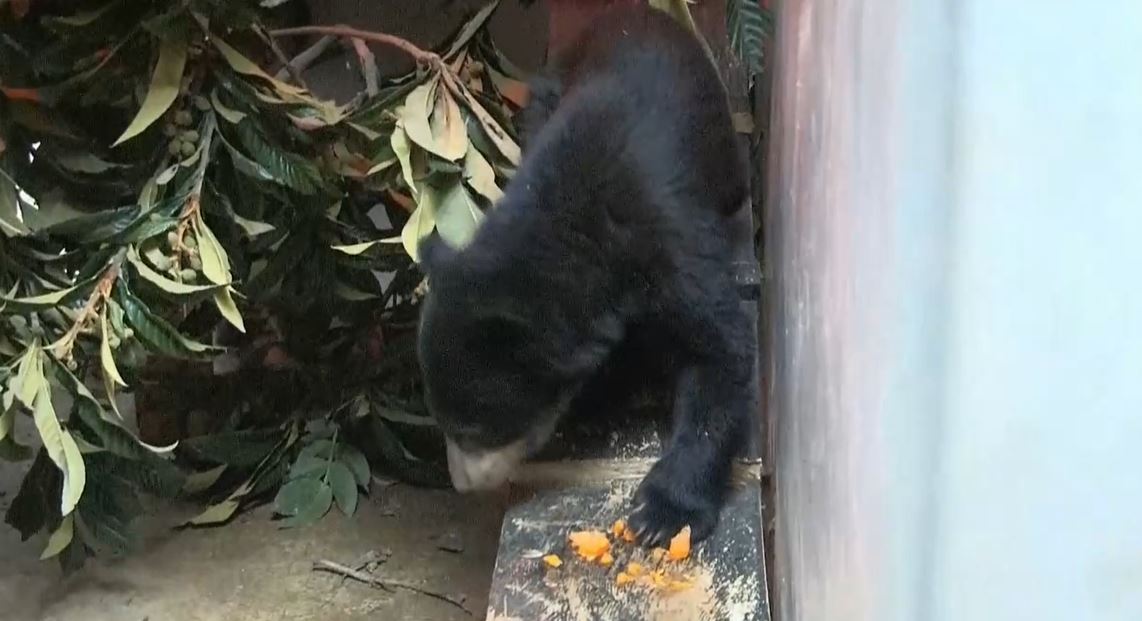 Una cría de oso andino busca padrinos para su nuevo hogar en zoológico de Ecuador