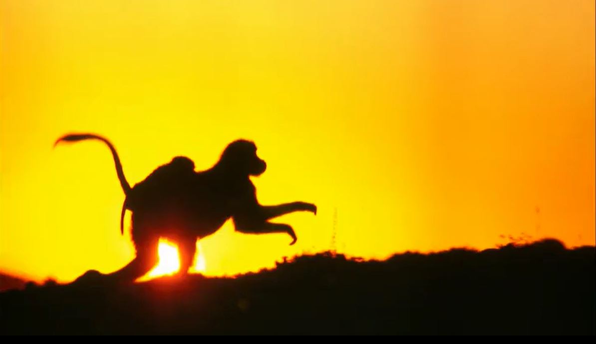 A incrível variação das cores e paisagens do mundo alcançou a Espanha pela mão fotográfica neste novo show