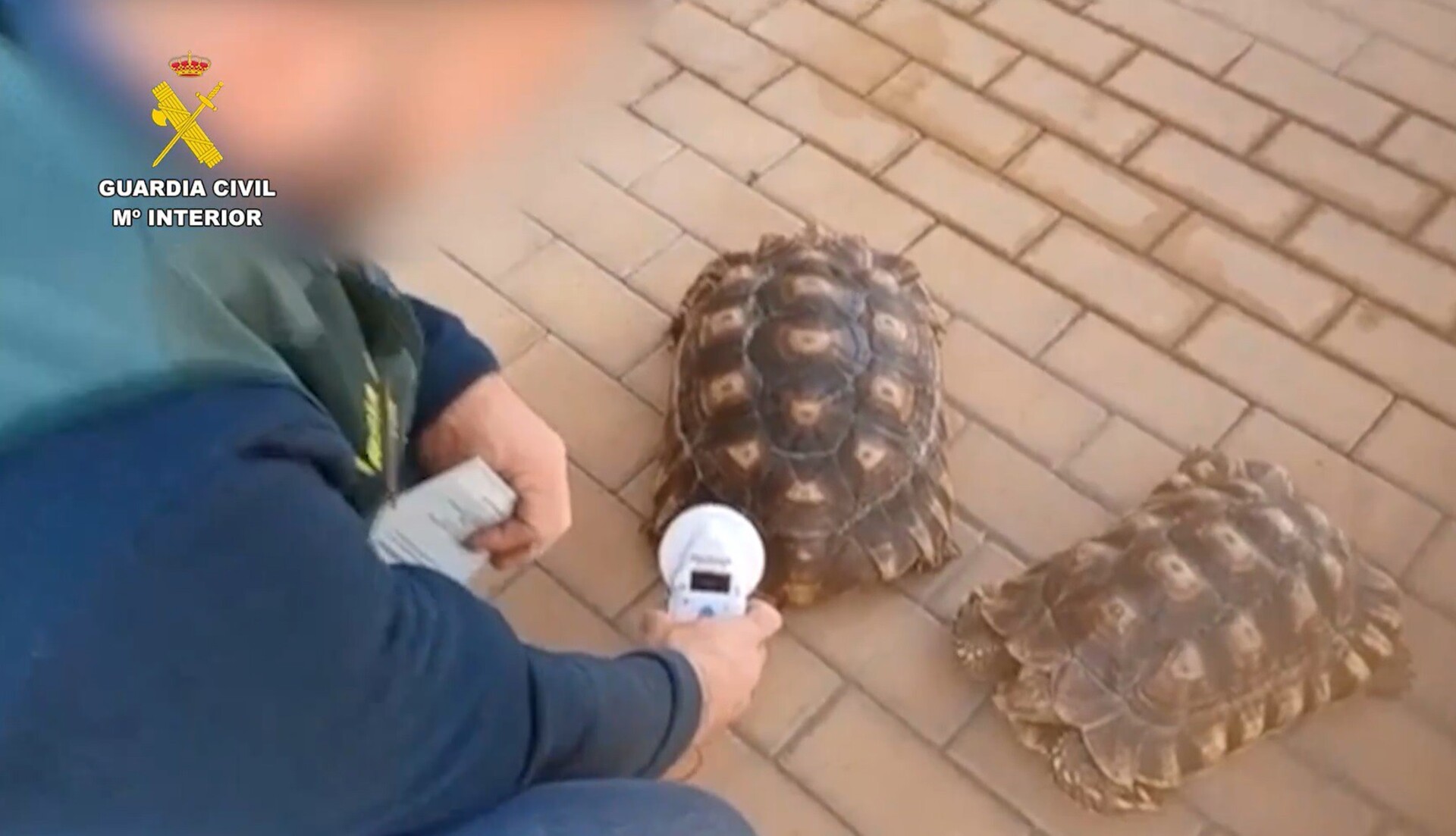 ANDALUCÍA.-Málaga.- Sucesos.- Intervenidas 17 especies protegidas que se comercializaban ilegalmente a través de internet en Málaga