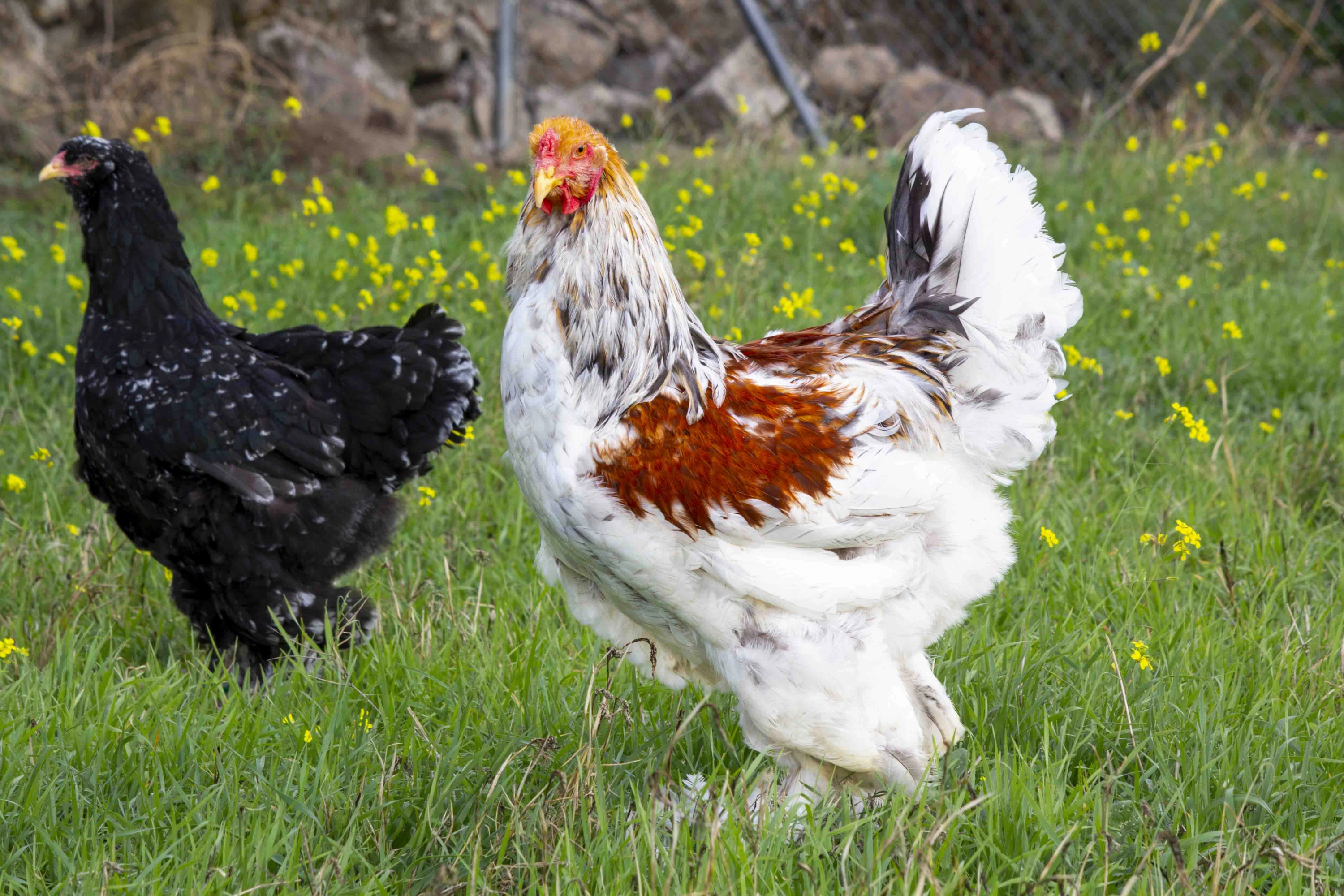 De origen asiático y tamaño gigante, es una de las razas de gallina más populares. Destaca por su porte erguido, sus tarsos emplumados y la cresta de guisante. De carácter plácido y dócil, suele recomendarse a principiantes en avicultura.