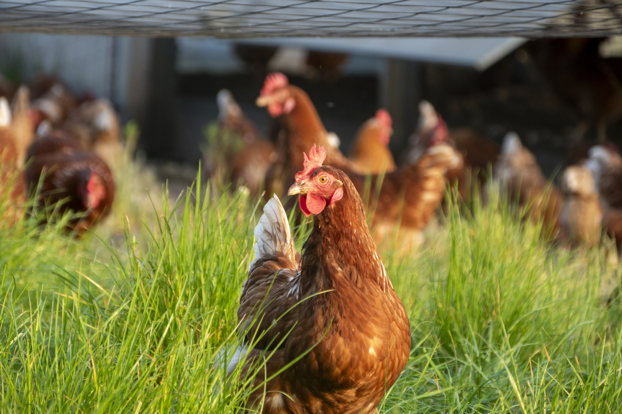 El precio de los huevos alcanzó en febrero valores históricos en países como estados unidos a causa de la gripe aviar.