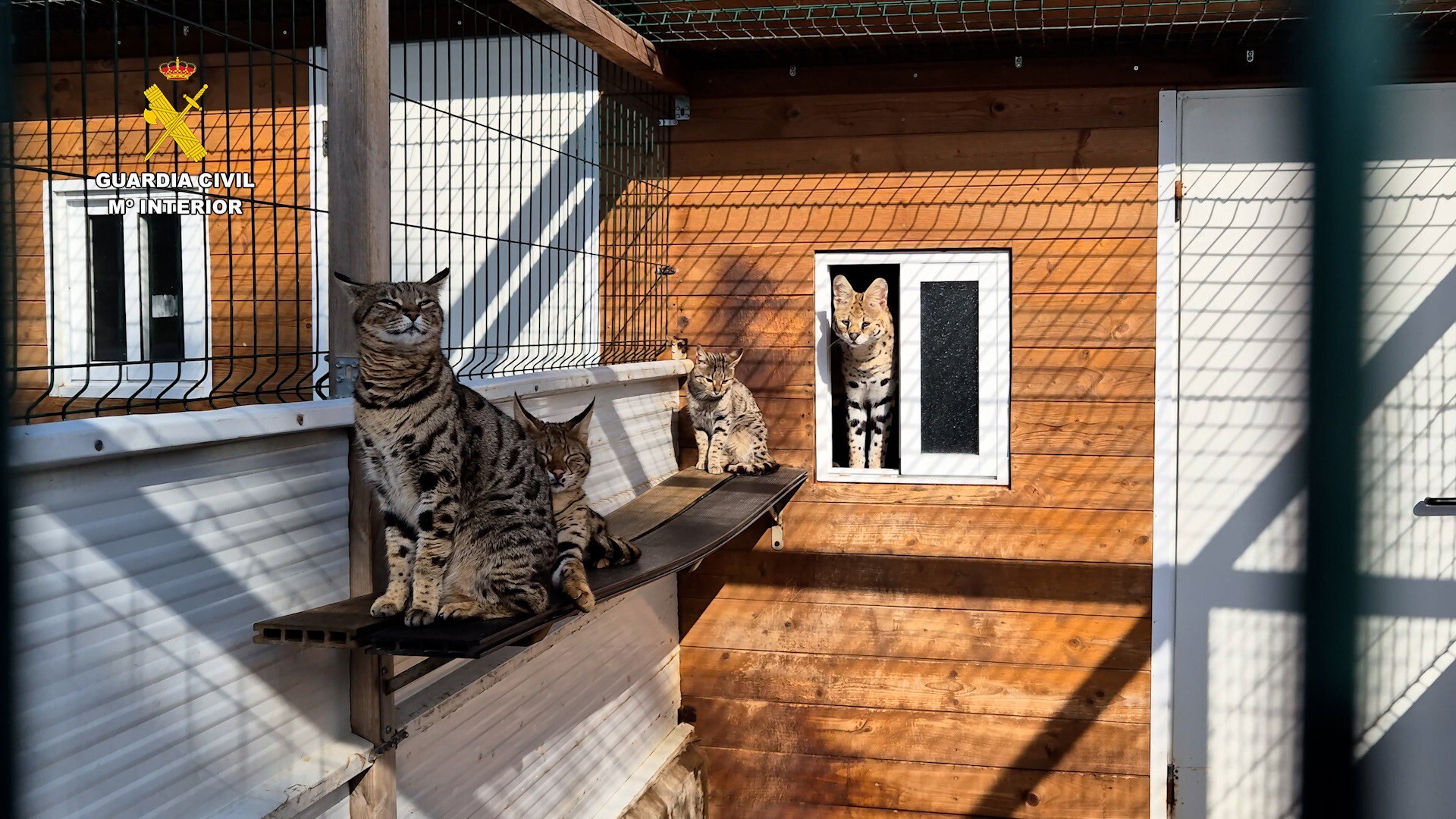 14/04/2025 Dos detenidos y un investigado por la venta internacional de tigres, pumas y otros animales protegidos SOCIEDAD GUARDIA CIVIL