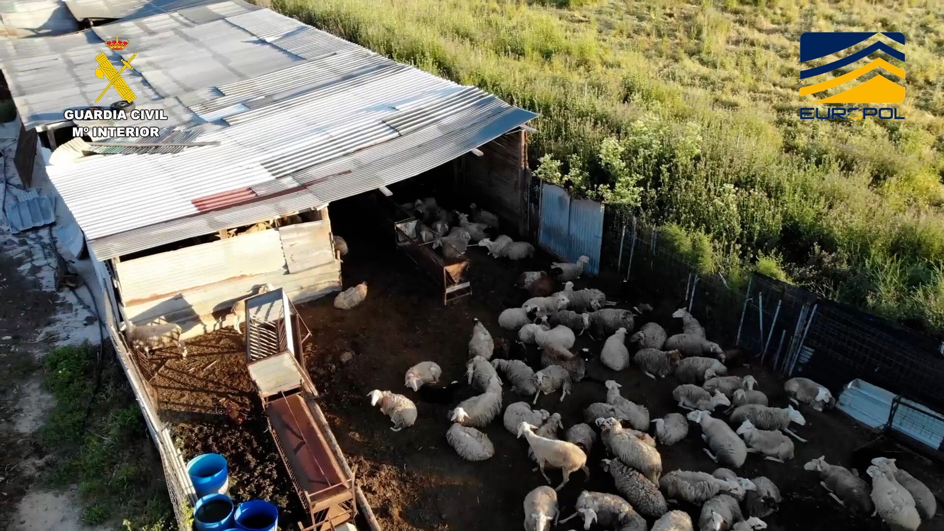 26/05/2025 La Guardia Civil desmantela una red de mataderos clandestinos en Ávila, Toledo y Madrid para vender carne sin control sanitario SOCIEDAD ESPAÑA EUROPA MADRID POLÍTICA GUARDIA CIVIL