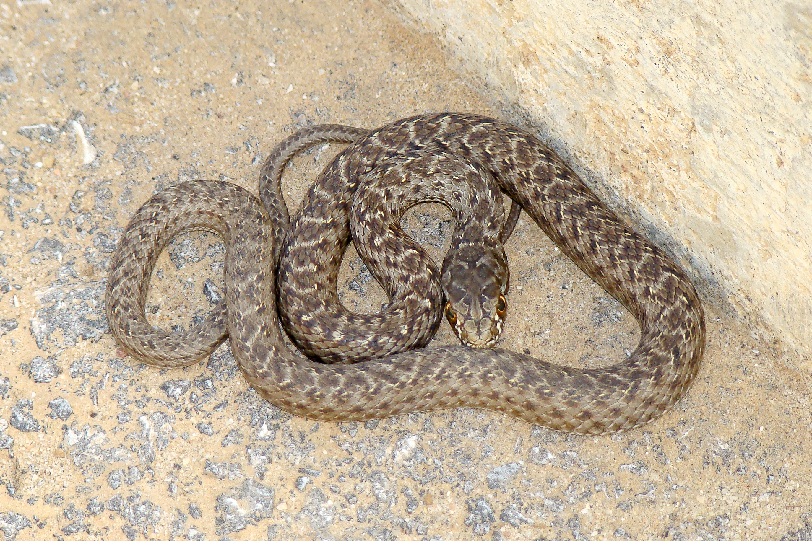 Montpellier Snake (Malpolon monspessulanus) in Algarve, Portugal