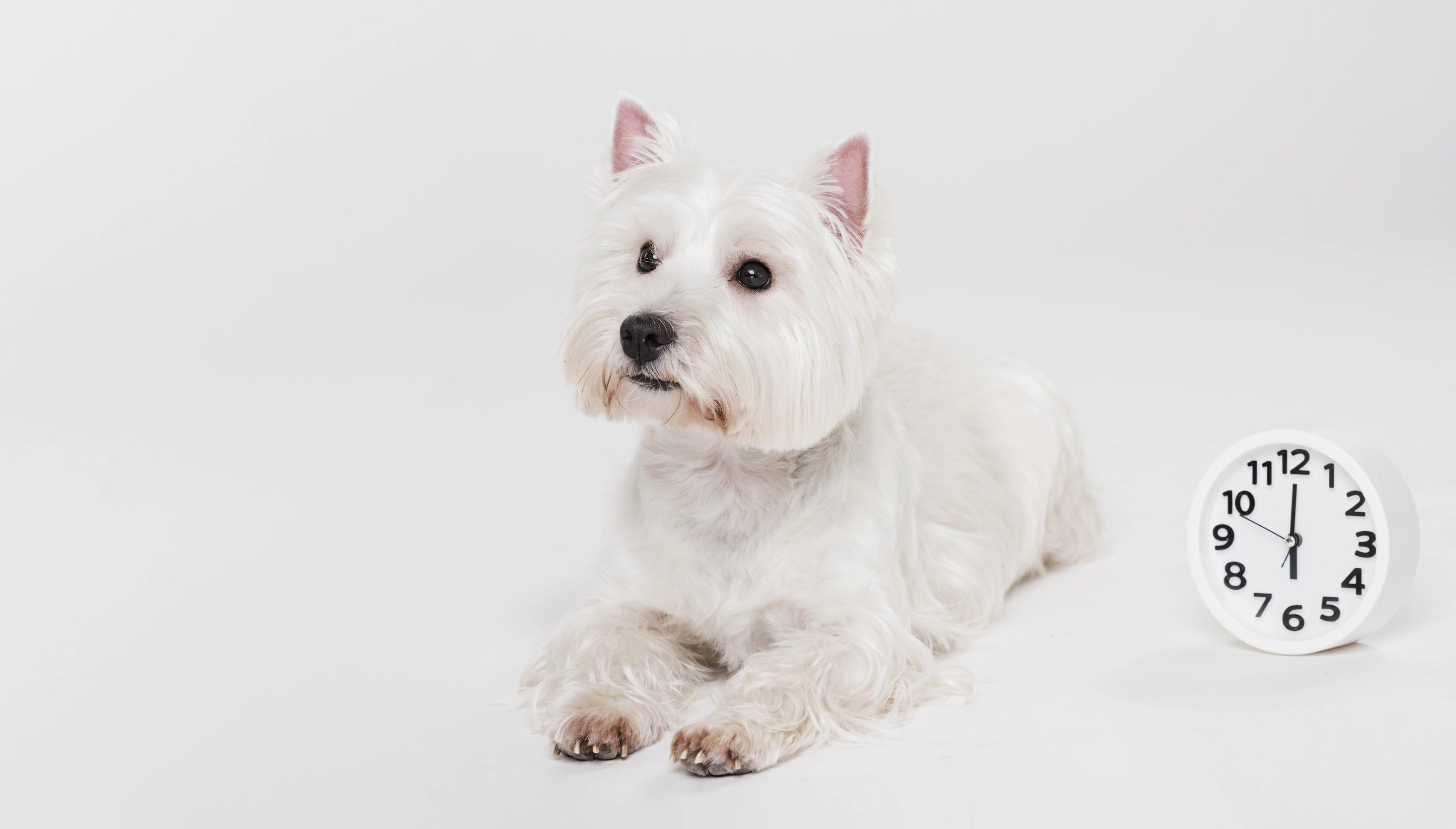 Gracias a una compleja combinación de biología, habilidades sensoriales y sociales, los perros han aprendido a adaptarse al horario humano.