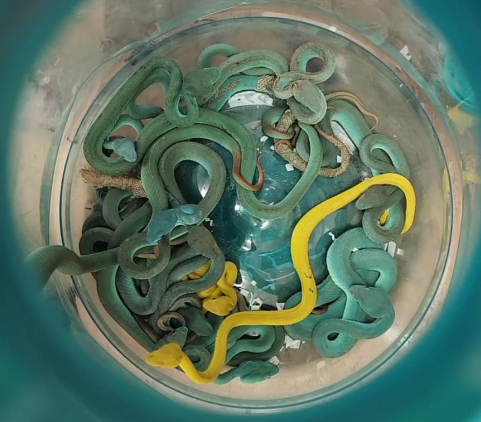 Serpientes incautadas al pasajero.