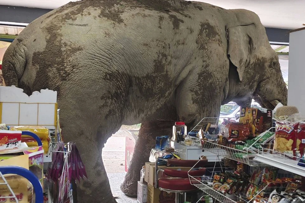 Elefante entra en una tienda de Tailandia buscando comida.