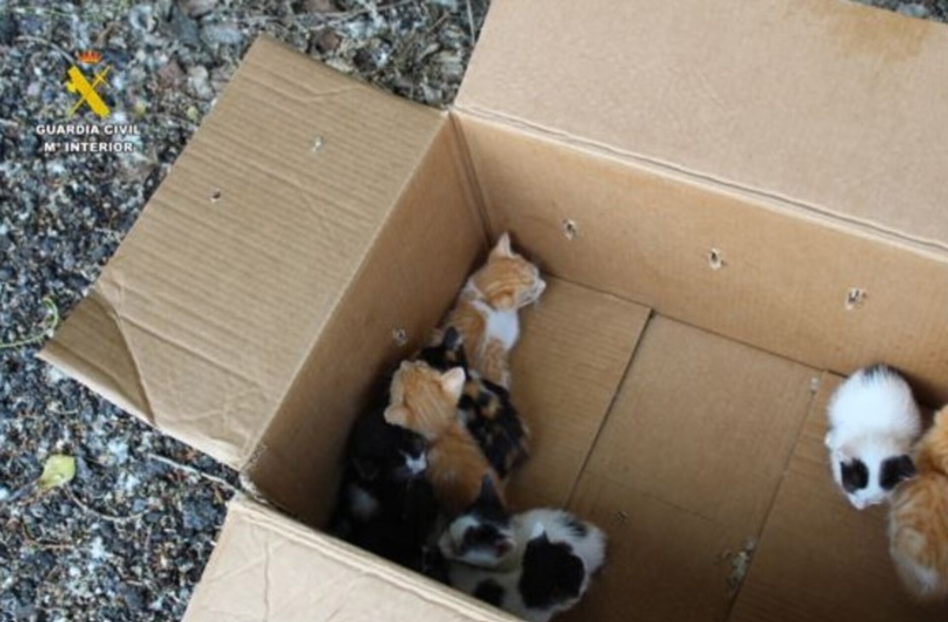 La Guardia Civil investiga el abandono de nueve cachorros de gato en una caja en Renedo (Valladolid)