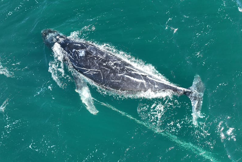 Australia busca a una ballena jorobada que lleva días enredada con una cuerda y una boya.