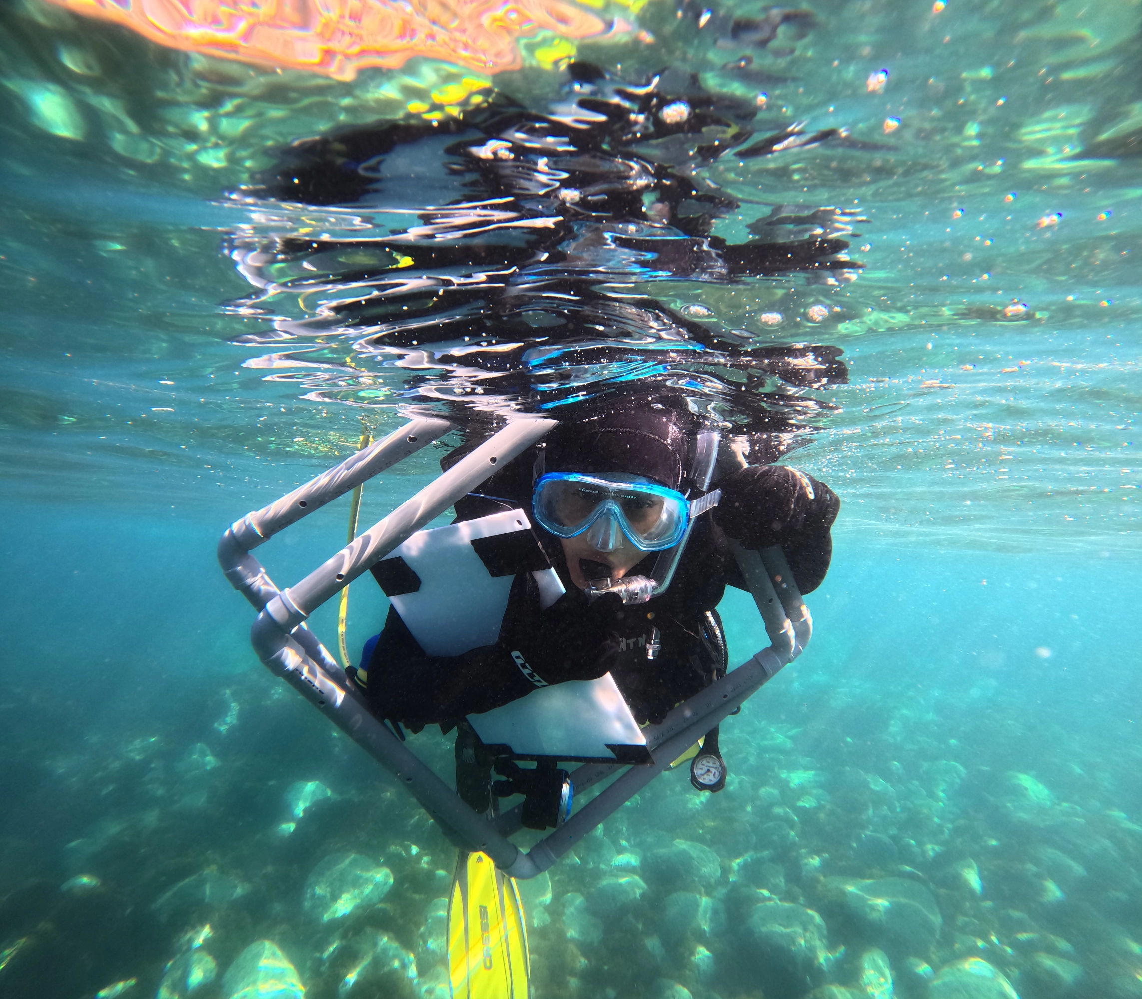 Trabajo de reforestación del mar en las costas de Málaga.