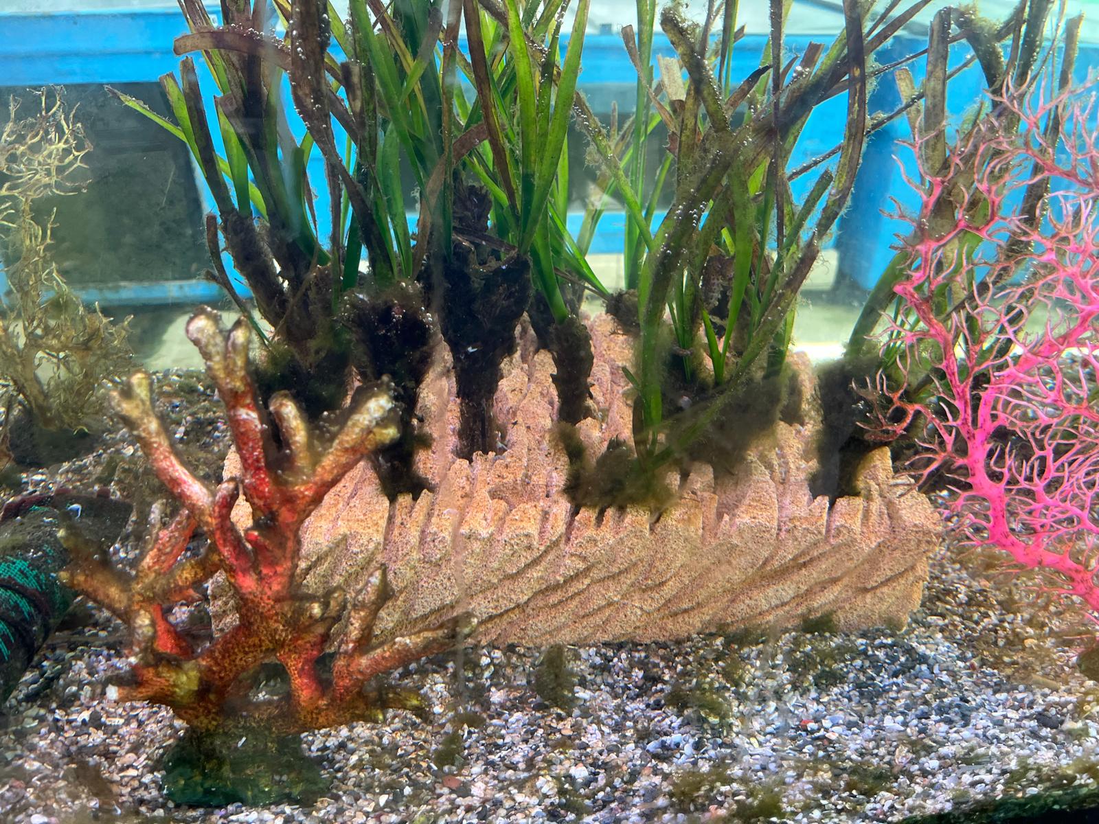 Detalle de los bloques de piedra caliza que protegen las raíces de la posidonia.