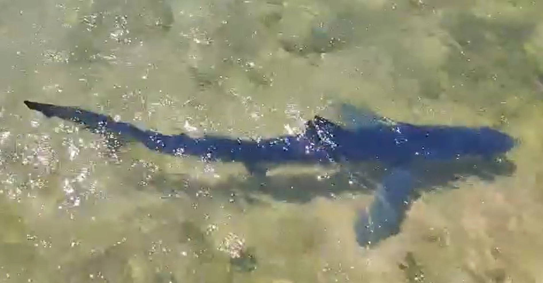 Tiburón azul que ha aparecido en la costa de Cantabria.