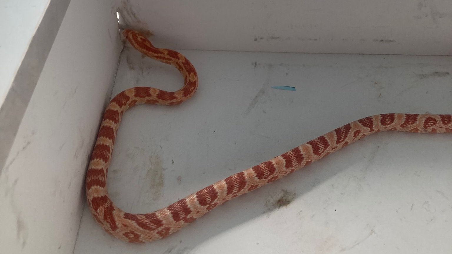 A cobra foi encontrada em mastros.