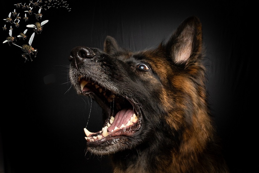 El Movimiento y El Sonido que emitem las Mosca Activa la Condatoria Predatoria canina, Que Puede Encontrar Muy Gratificante Jugar A la Caza con insecto.