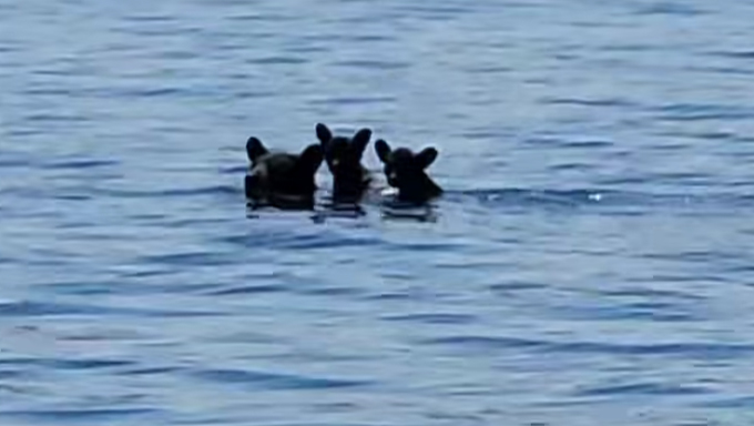 Una osa traslada a sus dos oseznos por un embalse.
