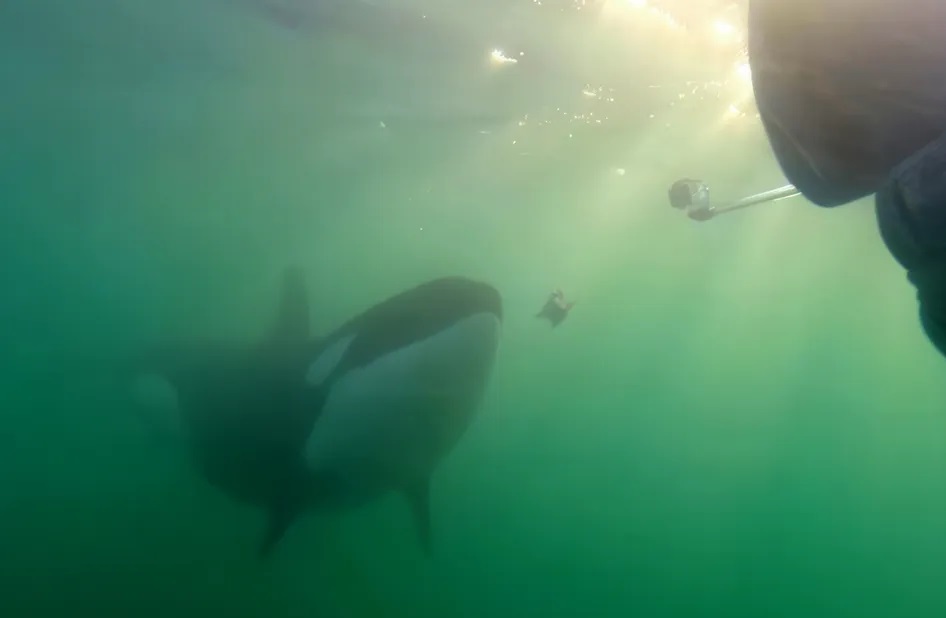 Una de las imágenes de orcas compartiendo comida con los humanos.