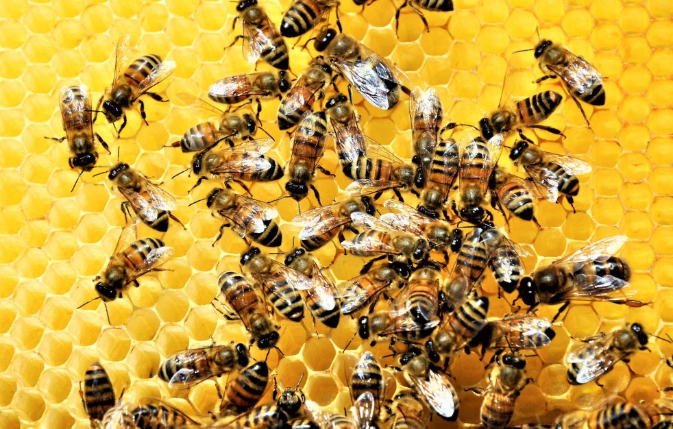 Abejas, en una imagen de archivo.