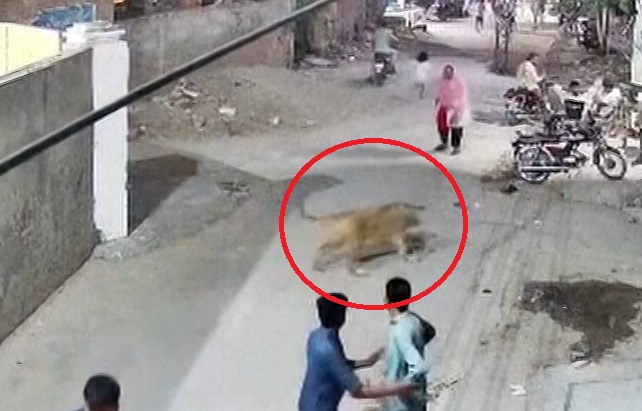 Un león ataca a una mujer y sus dos hijos en Pakistán.