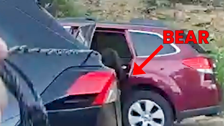 Momento en el que el oso es liberado.