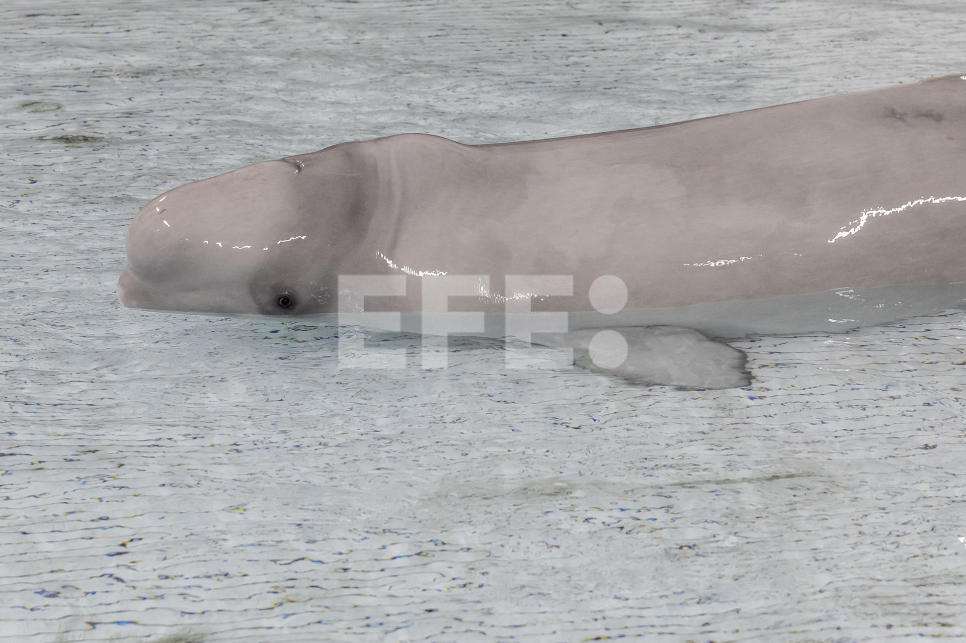 Kimalu, una ballena beluga de 12 años, en un hábitat médico especial tras la cirugía.
