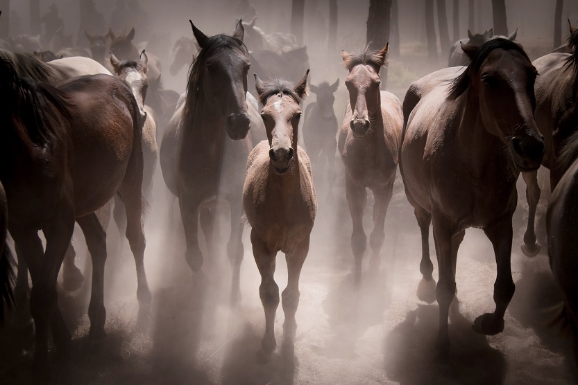 O filme o captura das éguas, que é um evento anual em Almonti, Huelva, com animais pertencentes ao Subrox local. Marisma