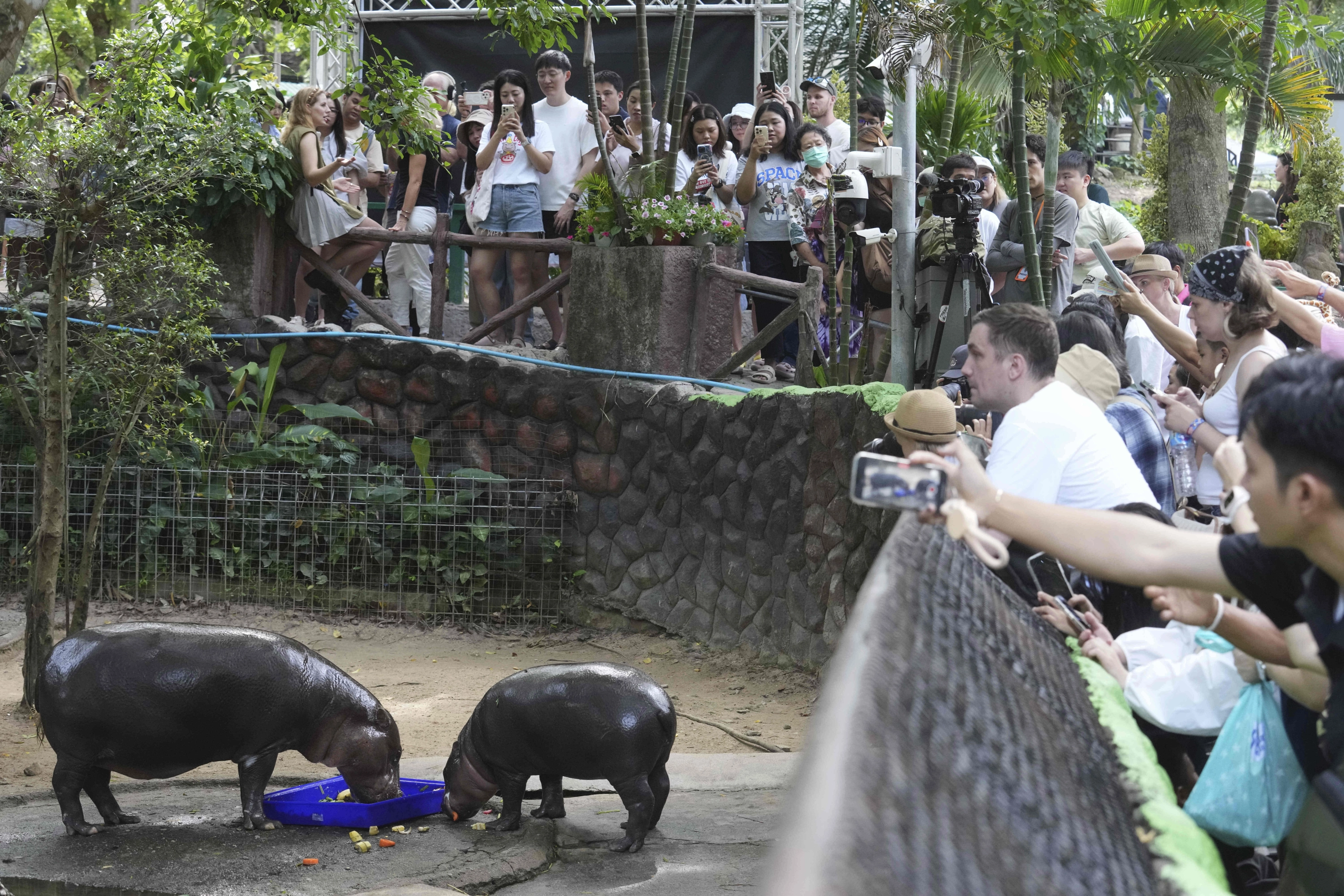 La cría de hipopótamo Moo Deng y su madre Jona comen en el zoológico de Khao Kheow.