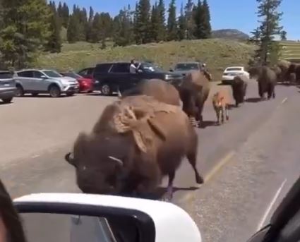 Vídeo viral sobre la supuesta migración de animales de Yellowstone