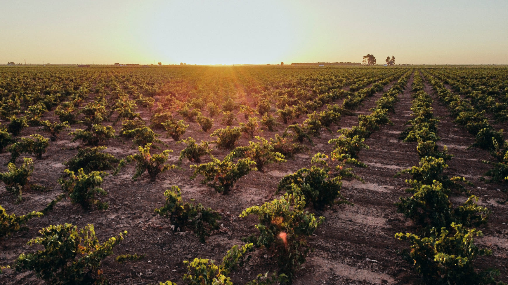 O mar de uvas na cama de la